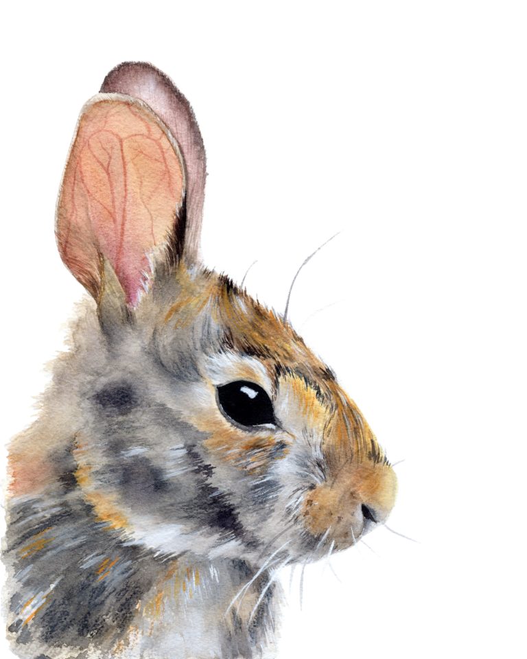 Bunny Print